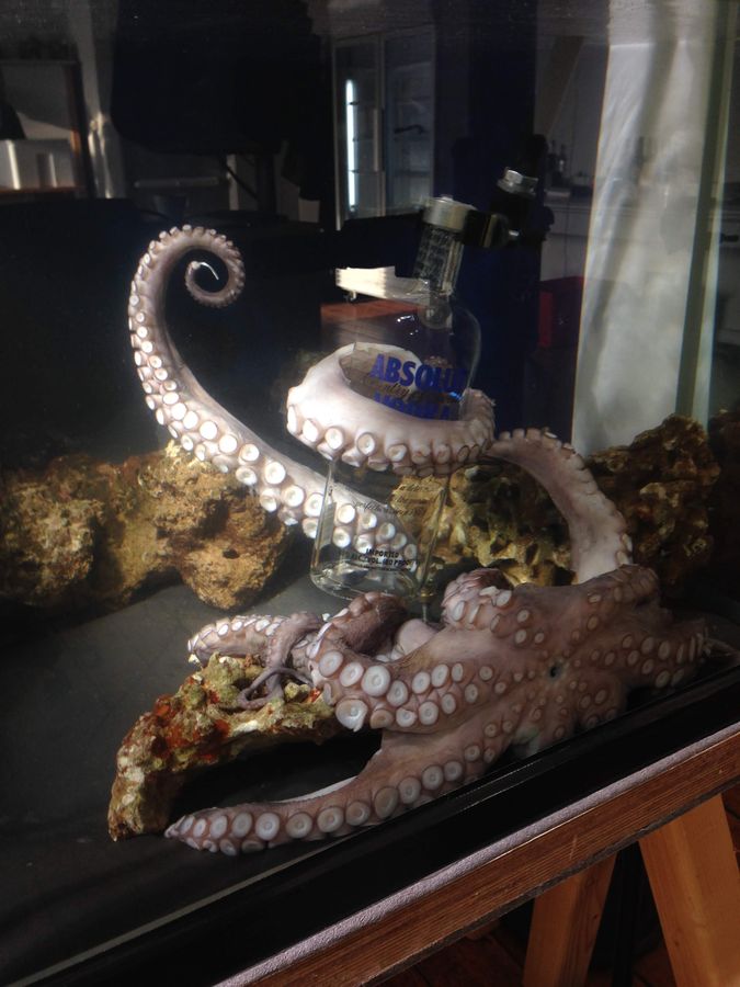 Making-of: Nahaufnahme des Oktopus-Requisits mit Flasche im Aquarium